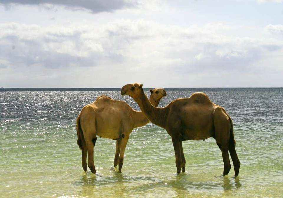 Enchanting Kenya Safari and Coastal Escape - Indus Travels - Kenya - Image 8