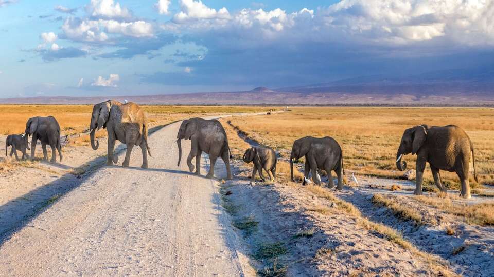 Enchanting Kenya Safari and Coastal Escape - Indus Travels - Kenya - Image 9