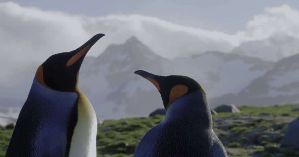 Epic Antarctica: The Falklands, South Georgia and Crossing the Circle - Quark Expeditions - Argentina