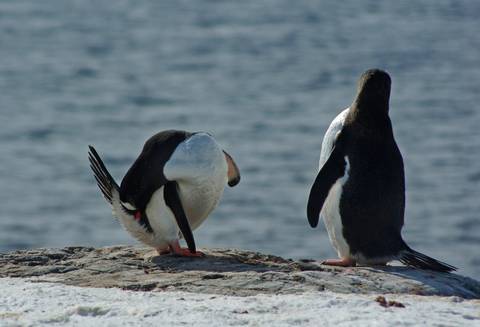 Epic Antarctica: Falklands, South Georgia & Antarctic Circle Crossing Via Buenos Aires