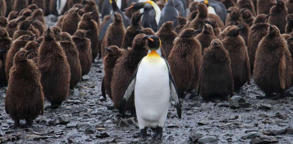 Epic Antarctica: Falklands, South Georgia & Antarctic Circle Crossing via Buenos Aires - Exodus Adventure Travels - Argentina - Image 4