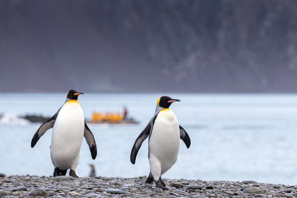 Epic Antarctica: Falklands, South Georgia & Antarctic Circle Crossing via Buenos Aires - Exodus Adventure Travels - Argentina - Image 6