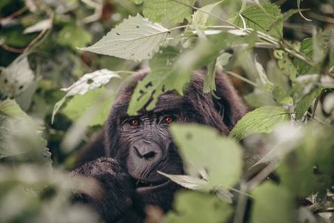 Epic East Africa: Gorillas, Chimps And Game Parks - 19 Days