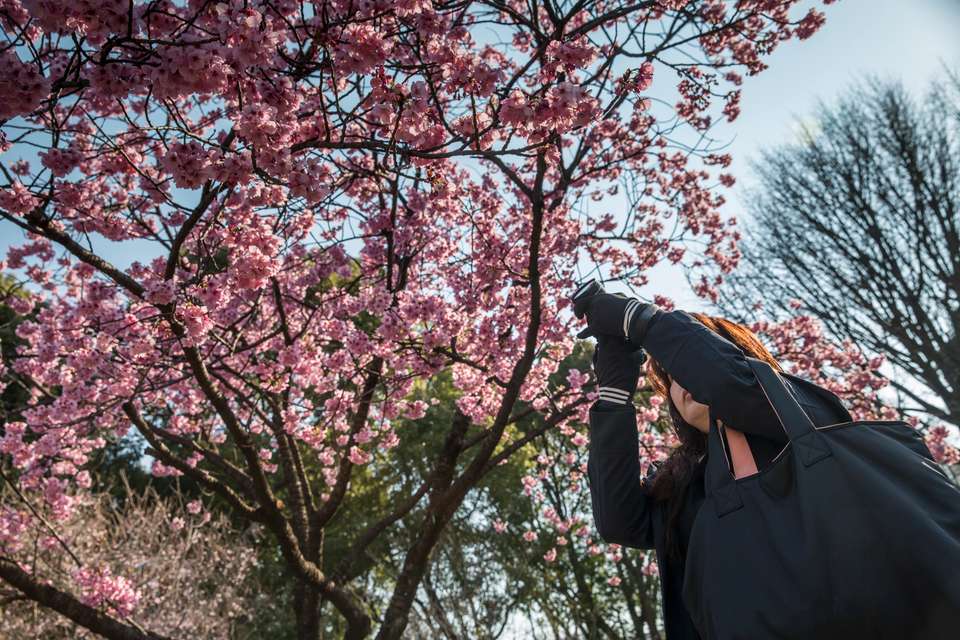 Epic Japan: Speed Trains & Street Food - G Adventures - Japan