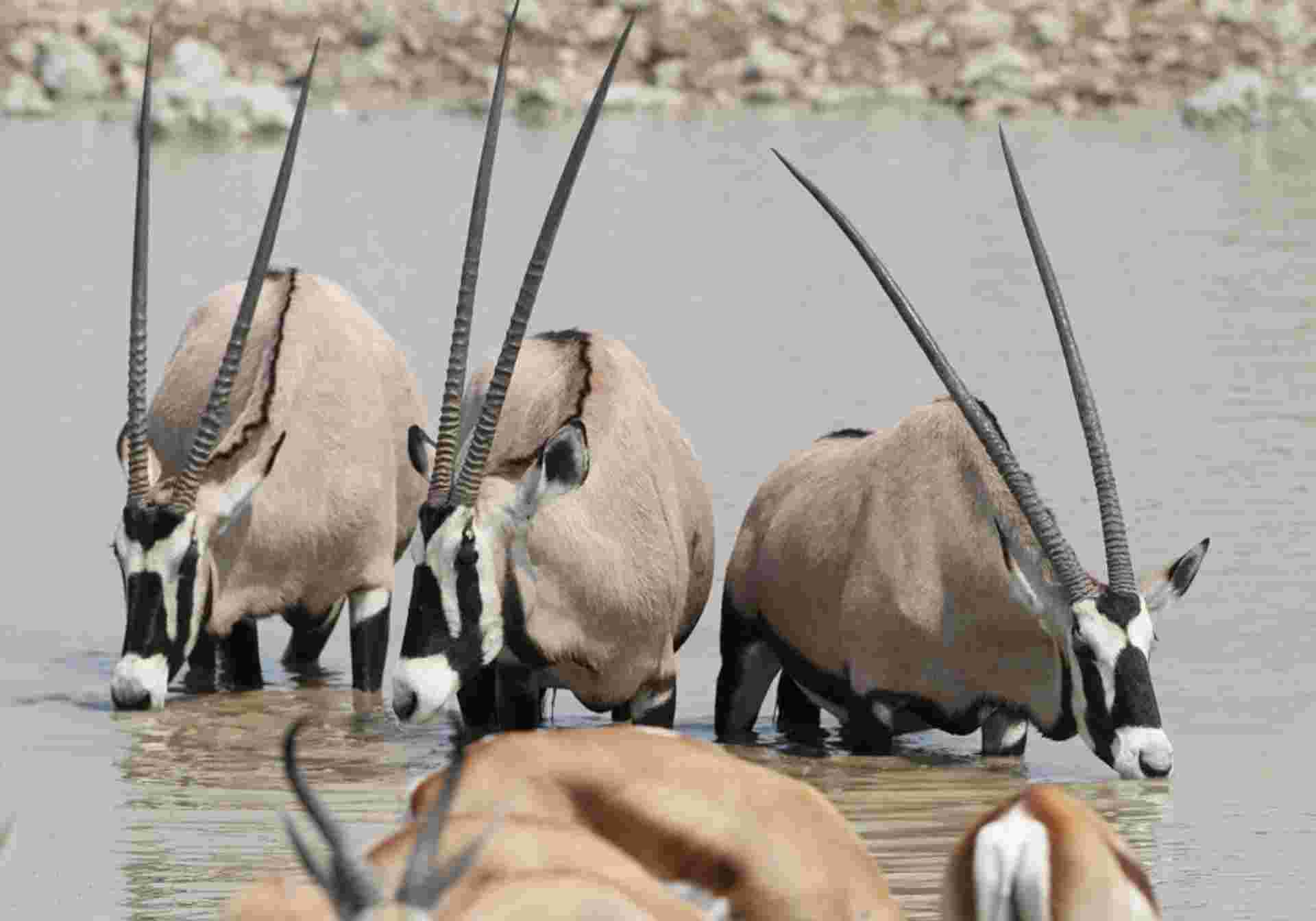 Epic Namibia Wildlife Chobe and Vic Falls
