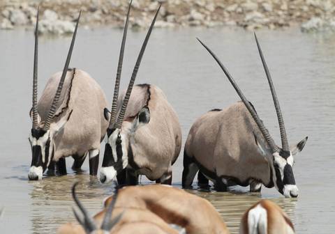 Epic Namibia Wildlife Chobe And Vic Falls - 10 Days