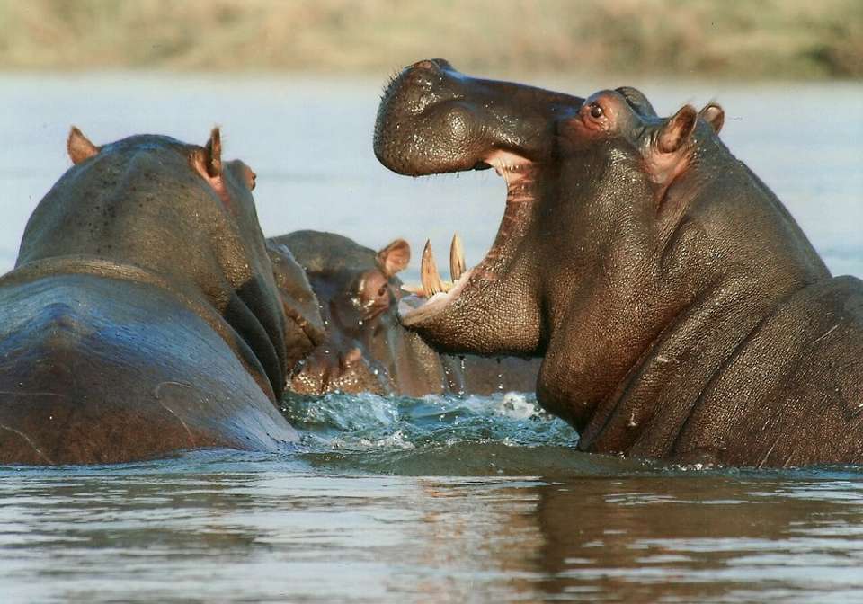 Epic Namibia Wildlife Chobe and Vic Falls - Indus Travels - Namibia - Image 3
