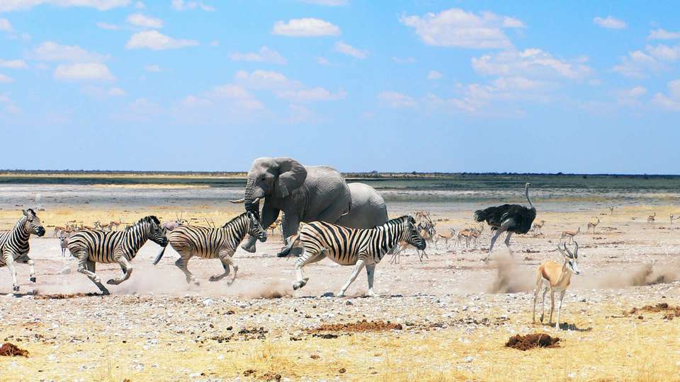 Epic Namibia Wildlife Chobe and Vic Falls - Indus Travels - Namibia - Image 6