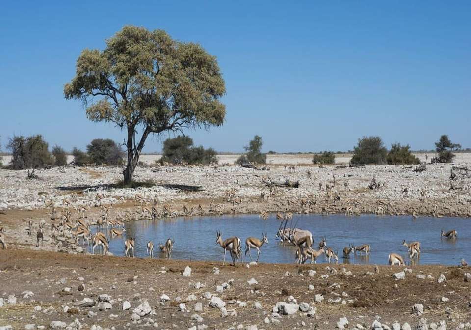 Epic Namibia Wildlife Chobe and Vic Falls - Indus Travels - Namibia - Image 7
