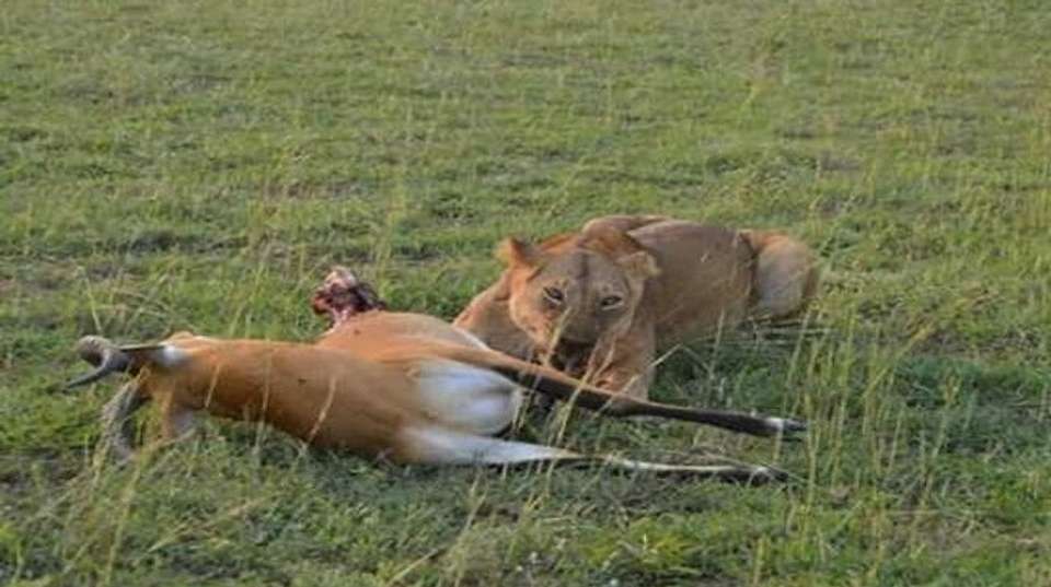 Epic Uganda Safari: Eight Days - Range Land Safaris Uganda - Uganda - Image 2