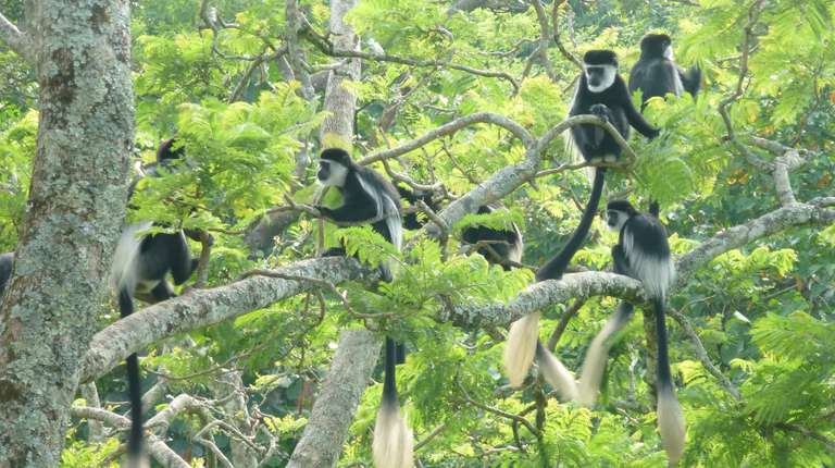 Uganda Wildlife Tour: Epic Uganda Safari: Eight Days