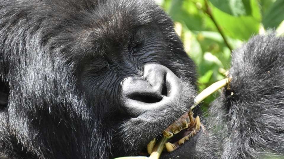 Epic Uganda Safari: Eight Days - Range Land Safaris Uganda - Uganda - Image 3