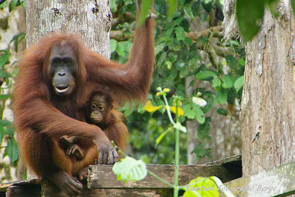 Escorted Borneo Adventure - Premium Tour - Tweet World Travel - Malaysia - Image 3