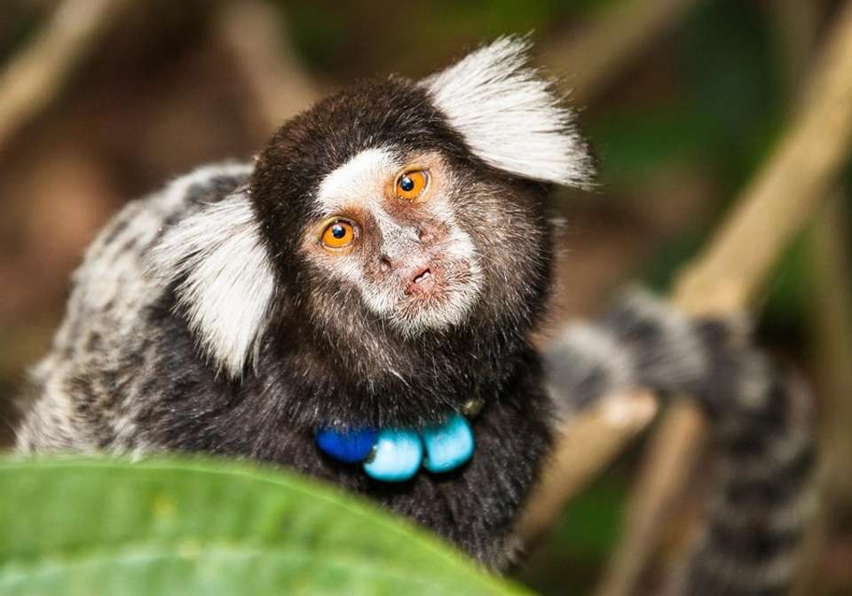 Essence of Brazil - Indus Travels - Brazil - Image 8