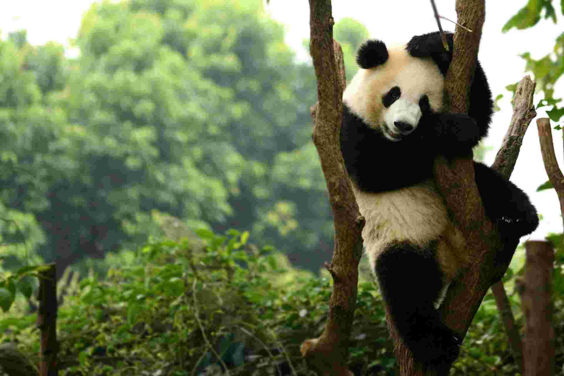 Essence of China with Chengdu and Lhasa