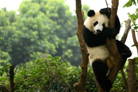 Essence Of China With Chengdu And Lhasa - 13 Days