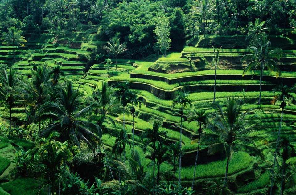 Essence Of Indonesia, Private Tour - Destination Services - Indonesia - Image 5