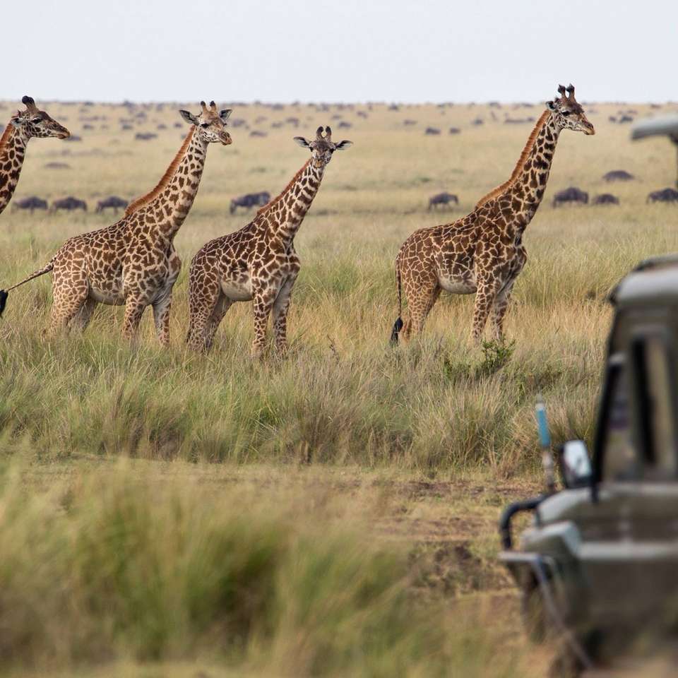 Essence of South Africa - Trafalgar - South Africa - Image 5