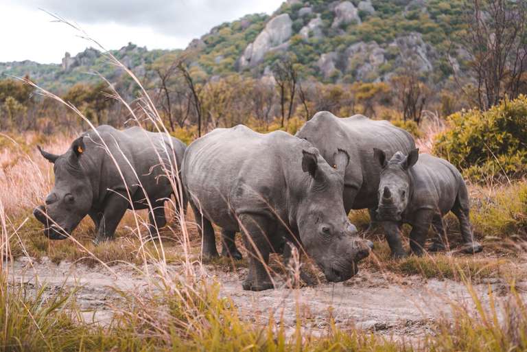Essential African Safari trip - alternative tour available
