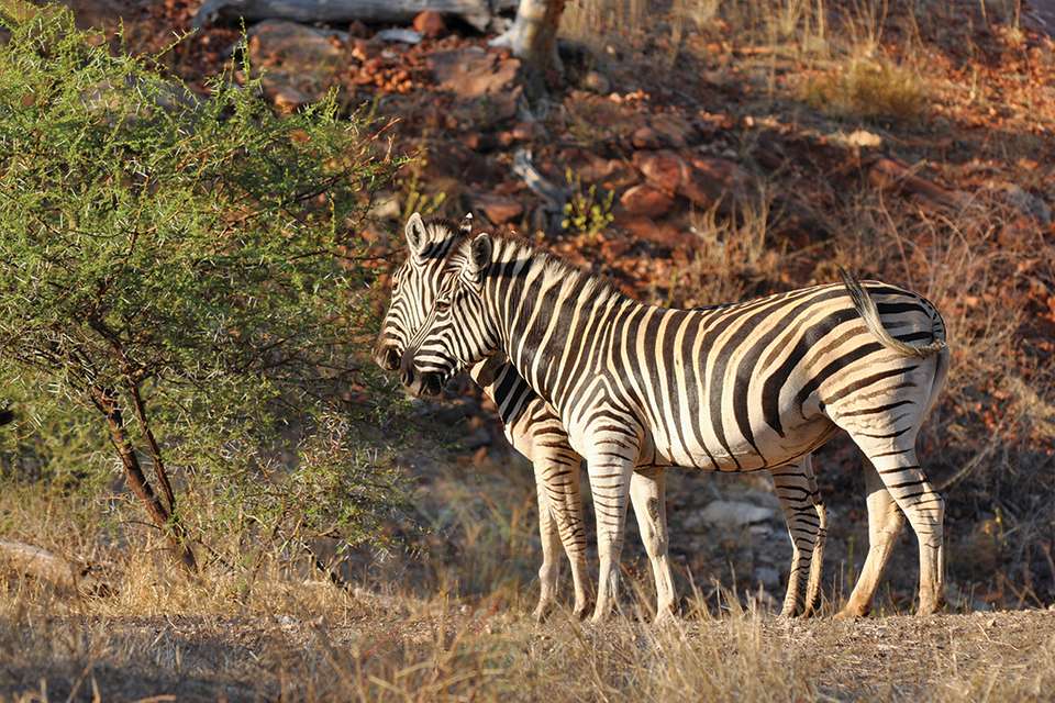 Essential African Safari - Intrepid Travel - Zimbabwe - Image 7