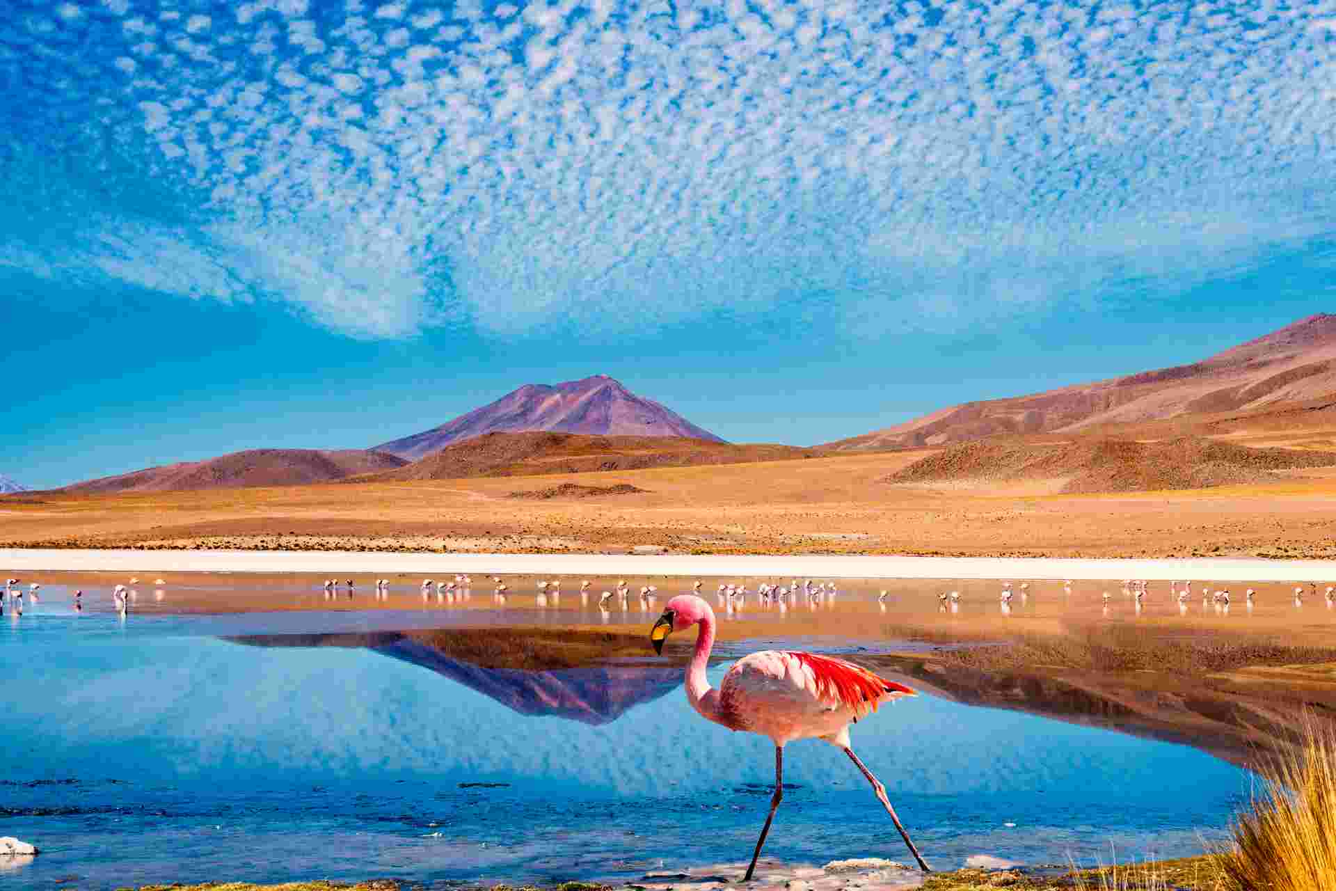 Essential Bolivia