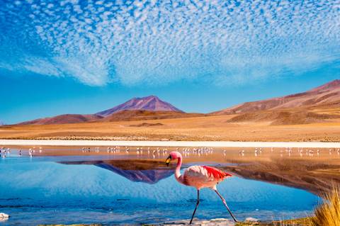 Uyuni Natural Landmarks Sightseeing Tour: Essential Bolivia