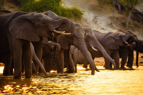 Adventure Tour: Essential Botswana