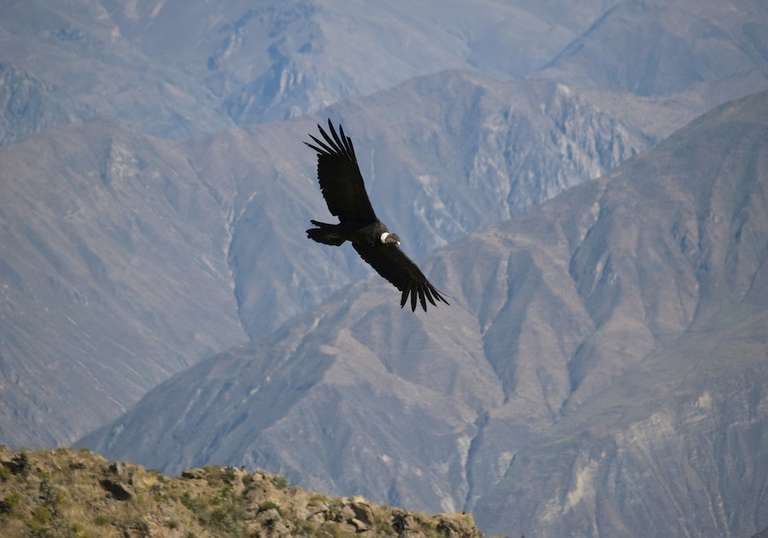 Essential Brazil And Peru trip - alternative tour available