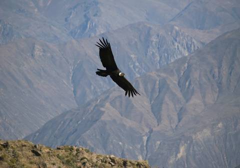 Essential Brazil And Peru - Winter Tours