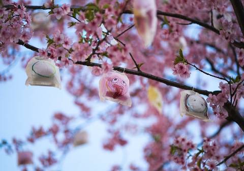Essential China And Japan - Spring Tours