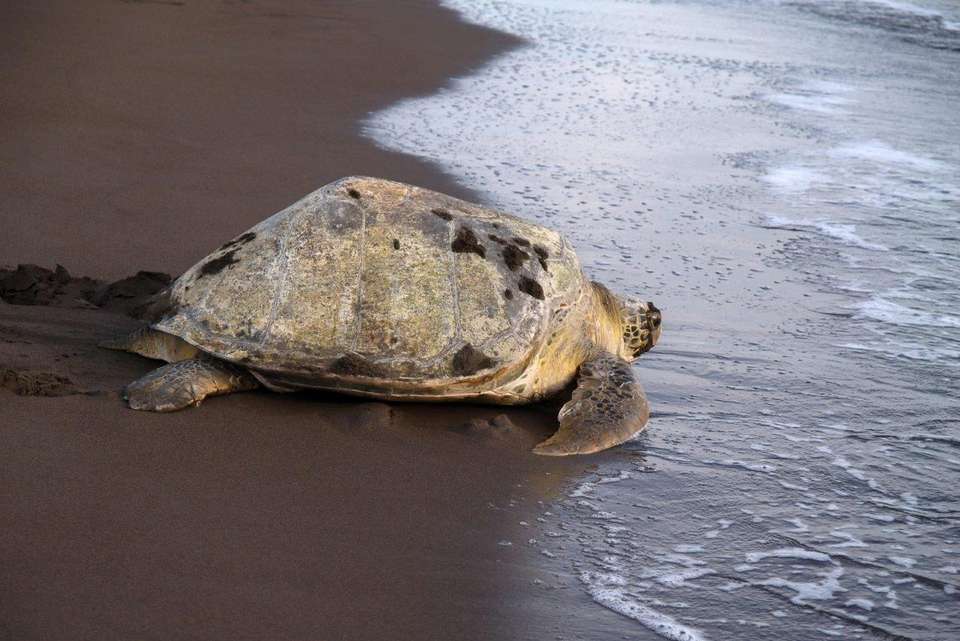 Essential Costa Rica - Package With Manuel Antonio National Park - Destination Services - Costa Rica - Image 8