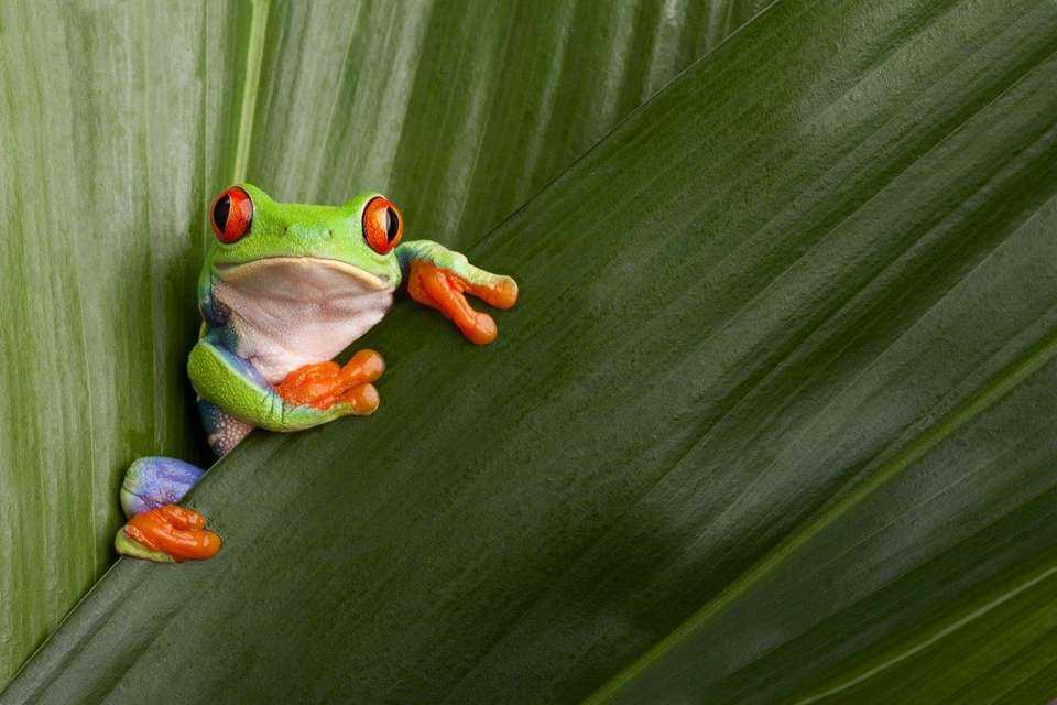 Essential Costa Rica - Package With Manuel Antonio National Park - Destination Services - Costa Rica - Image 7