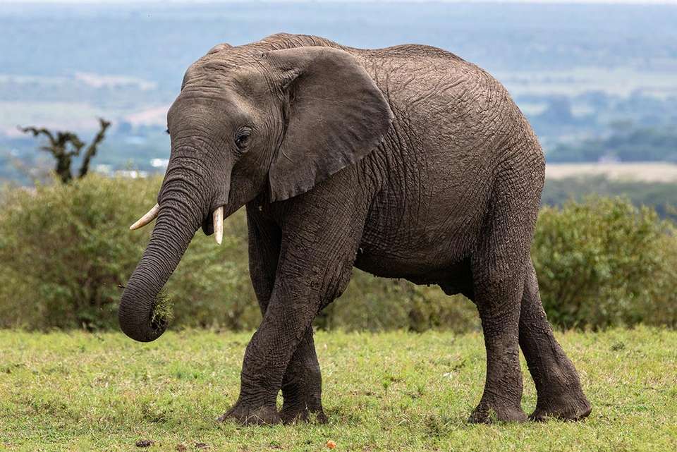 Essential East Africa - Intrepid Travel - Kenya - Image 15