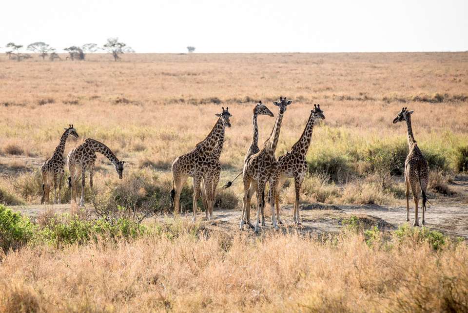 Essential East Africa - Intrepid Travel - Kenya - Image 9