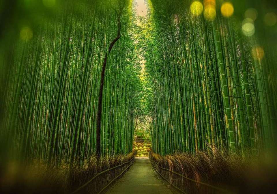 Essential Japan - Indus Travels - Japan - Image 8
