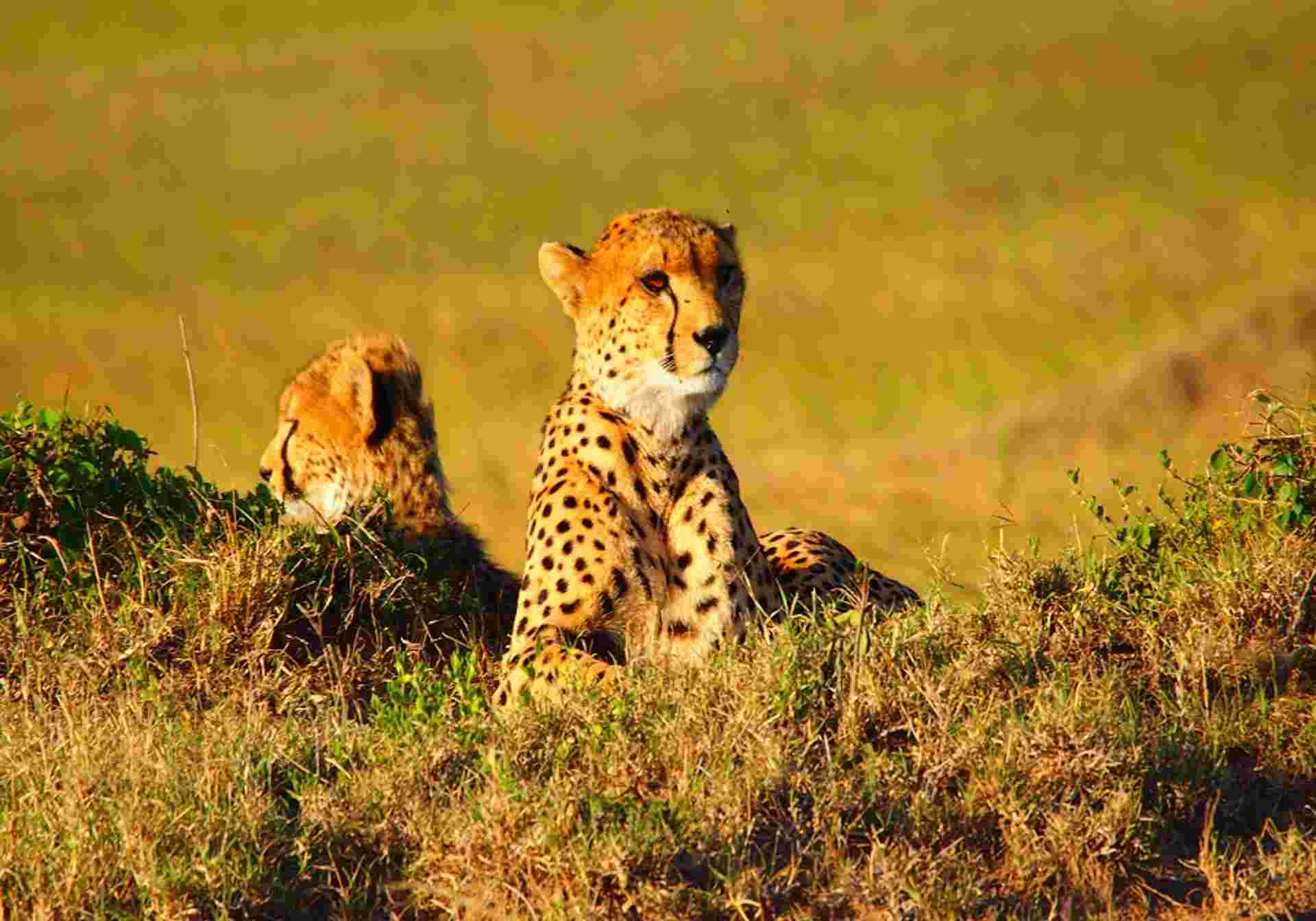 Essential Kenya Safari