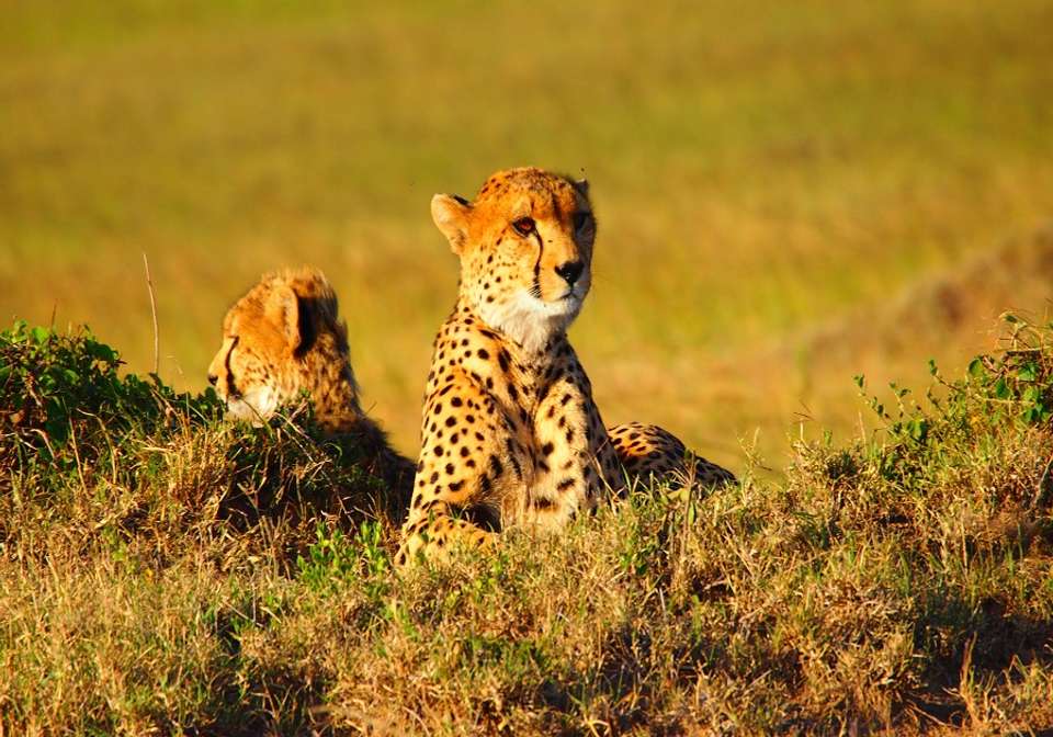 Essential Kenya Safari - Indus Travels - Kenya - Image 1
