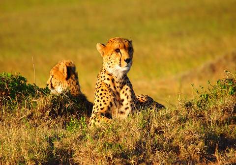 Essential Kenya Safari - 6 Days
