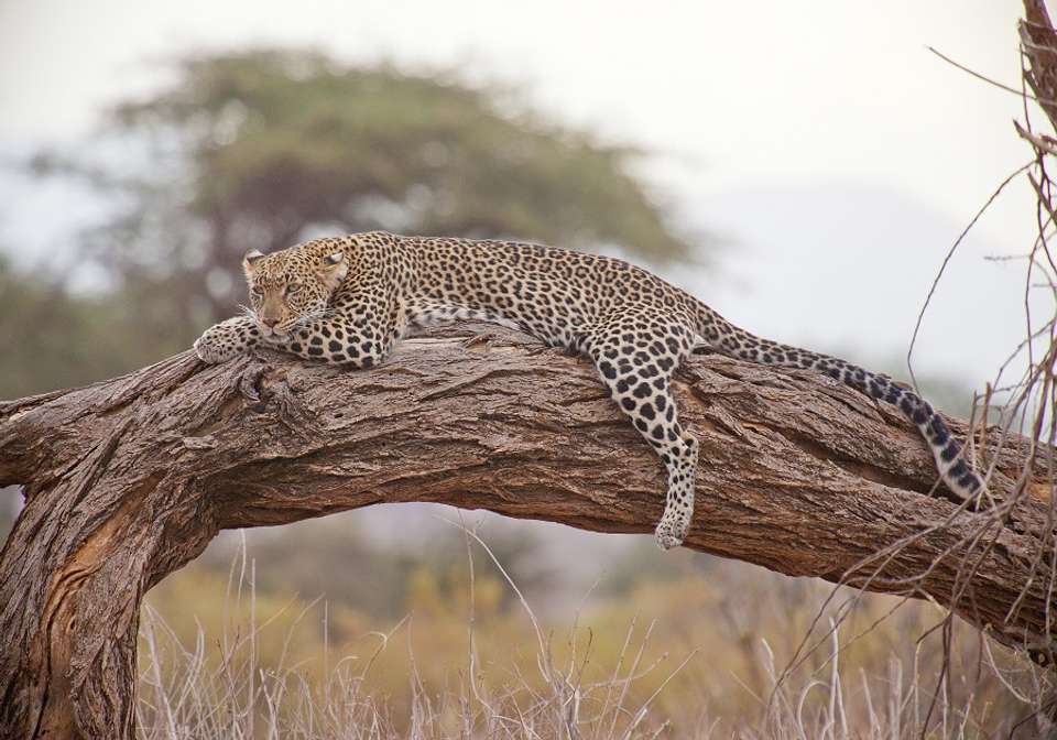 Essential Kenya Safari - Indus Travels - Kenya - Image 2