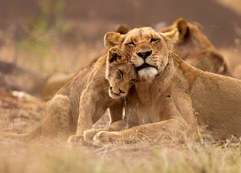 Johannesburg Wildlife Tour: Essential Kruger Safari