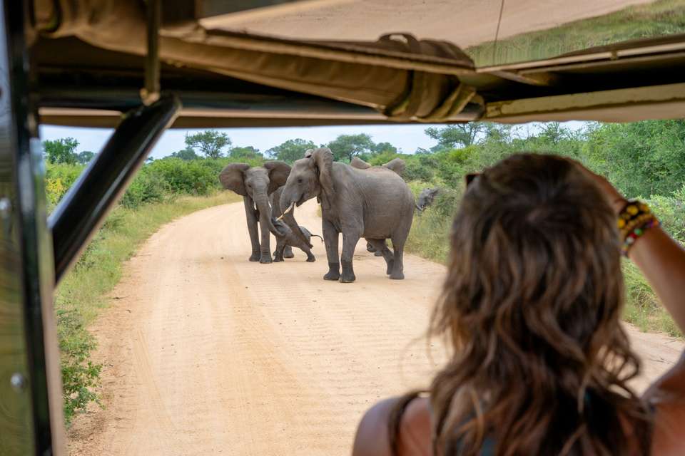 Essential Kruger Safari - undefined - Image 21