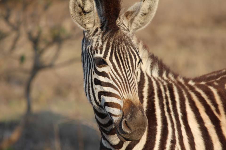 Essential Kruger Safari - undefined - Image 19