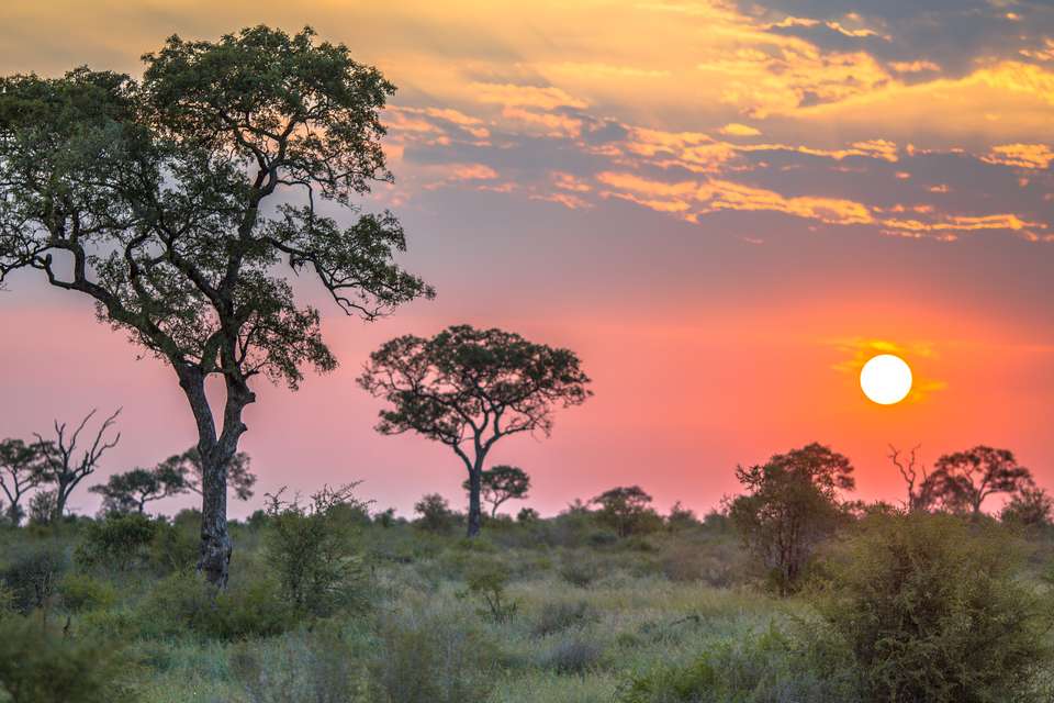 Essential Kruger Safari - undefined - Image 16