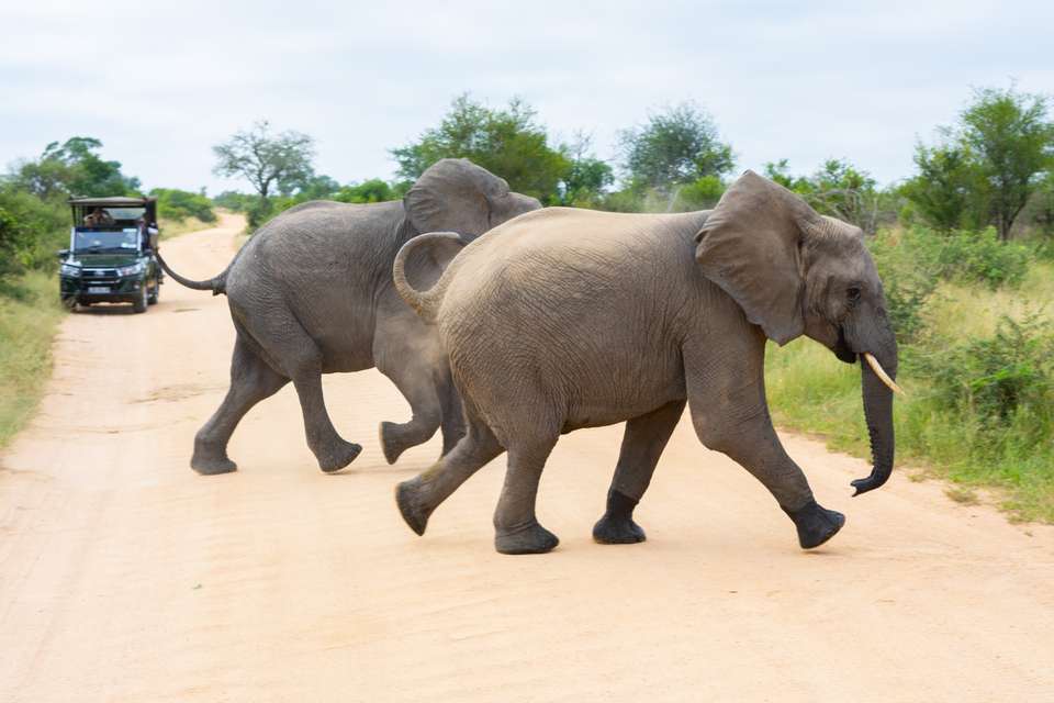 Essential Kruger Safari - undefined - Image 12