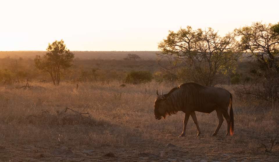 Essential Kruger Safari - undefined - Image 4