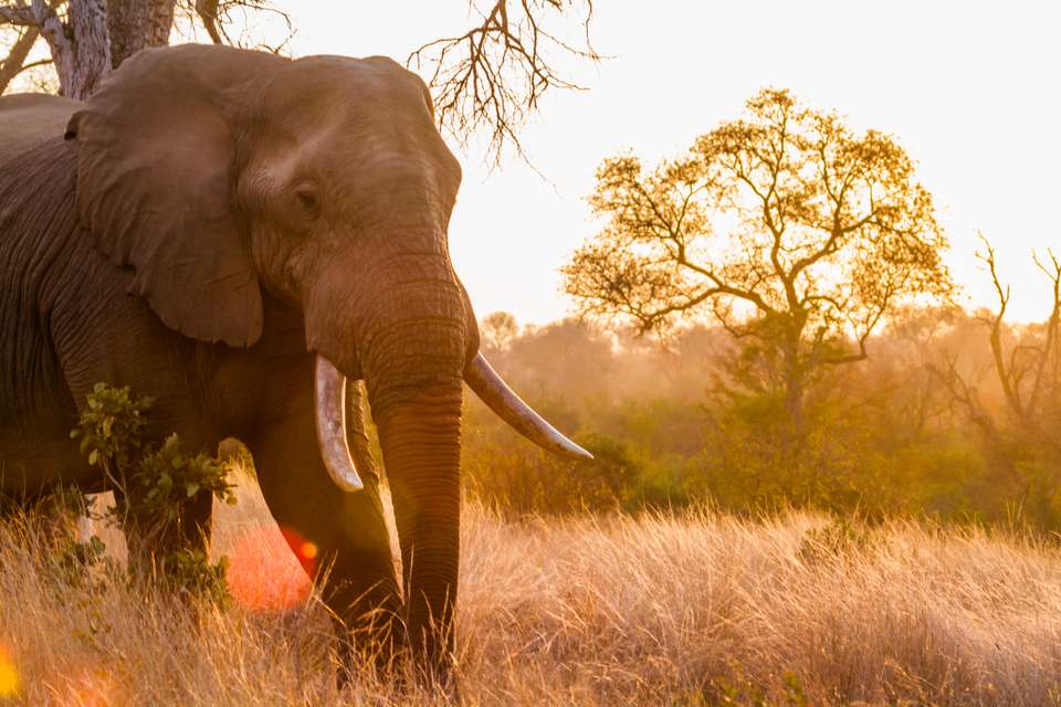 Essential Kruger Safari - Family Adventure - Exodus Adventure Travels - South Africa - Image 23