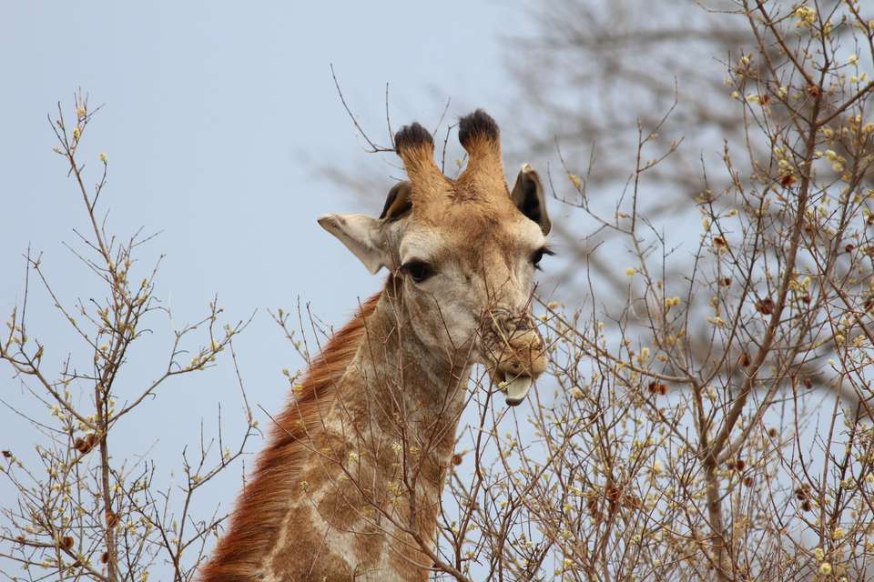 Essential Kruger Safari - Family Adventure - Exodus Adventure Travels - South Africa - Image 21