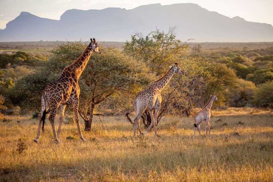 Essential Kruger Safari - Family Adventure - Exodus Adventure Travels - South Africa - Image 13
