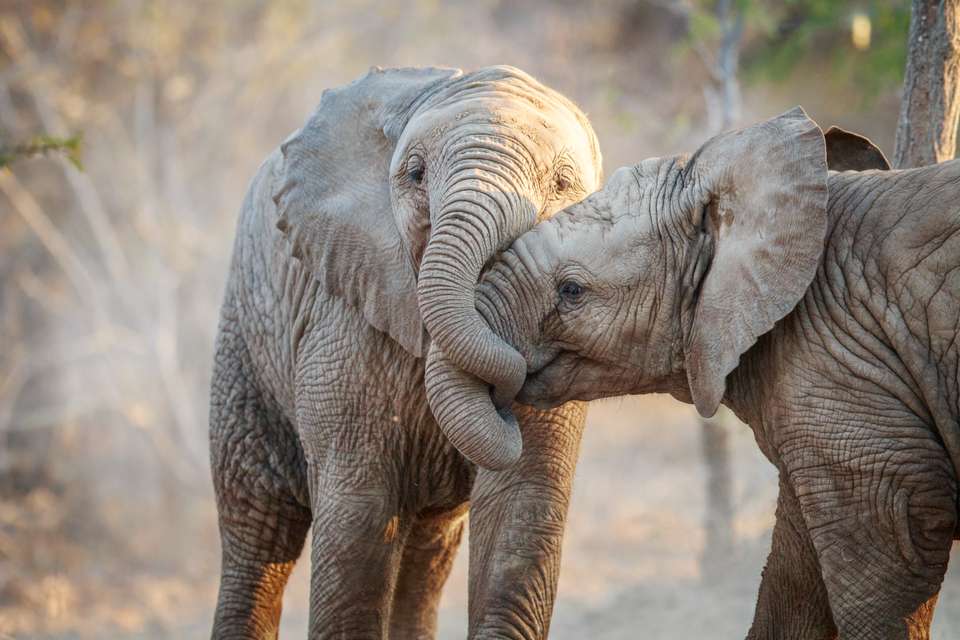 Essential Kruger Safari - Family Adventure - Exodus Adventure Travels - South Africa - Image 12