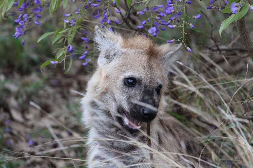 Essential Kruger Safari - Family Adventure - Exodus Adventure Travels - South Africa - Image 8